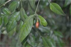 Murraya paniculata